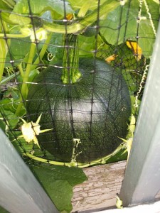 pumpkin
