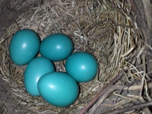 nest